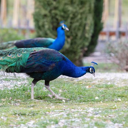 Ca'Novae - Tuscany Farmhouse Montieri Kültér fotó