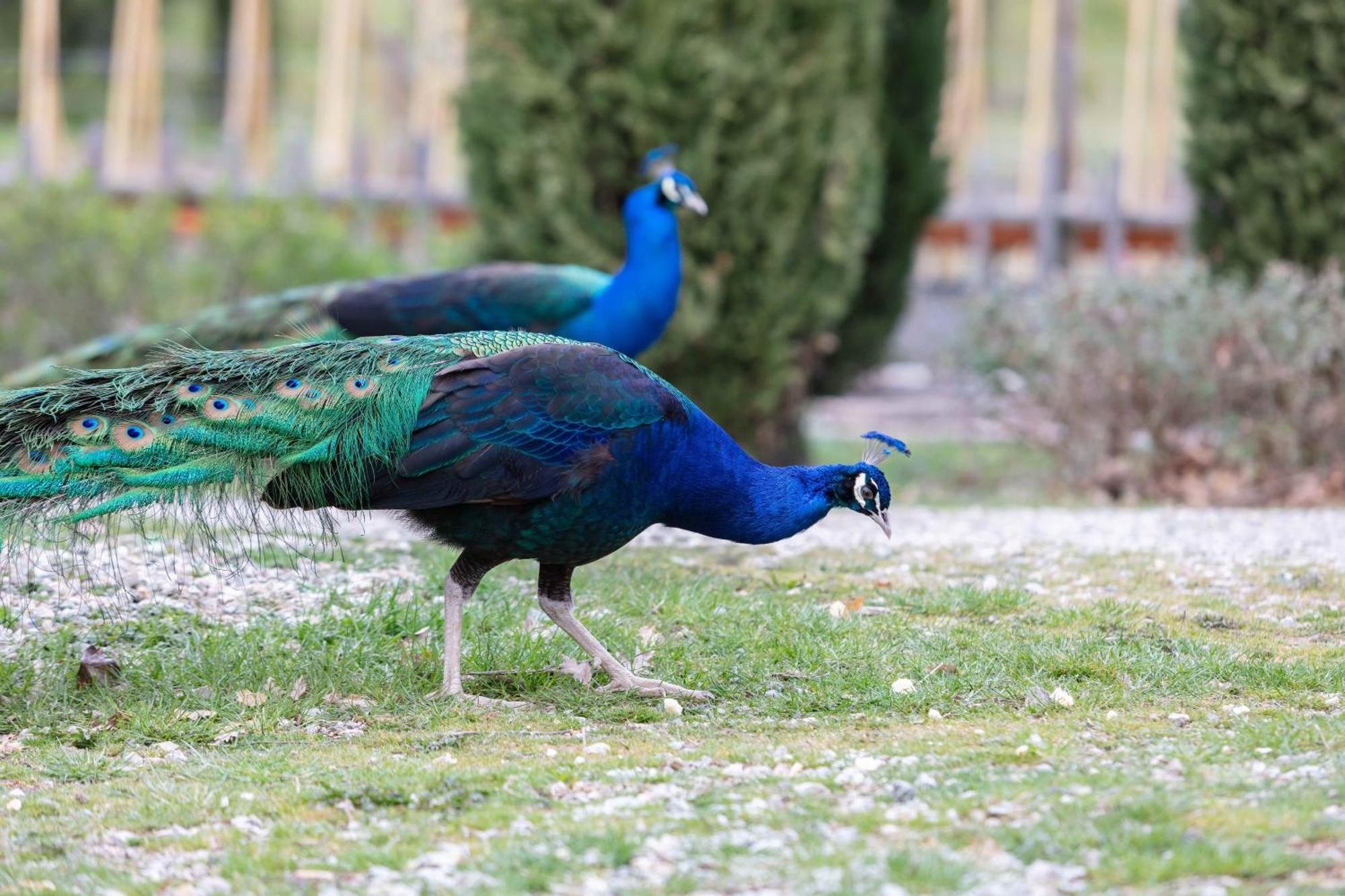 Ca'Novae - Tuscany Farmhouse Montieri Kültér fotó